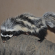 Illustration for article titled Monday Mustelid - Ictonyx ibicus Edition